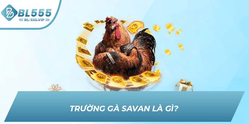 Trường gà Savan là gì?